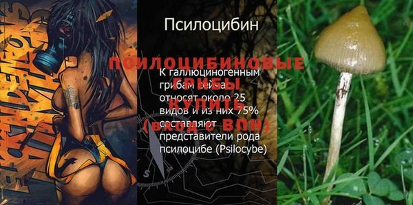 ГАЛЛЮЦИНОГЕННЫЕ ГРИБЫ Белокуриха